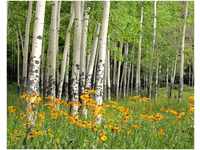 BILD TAPETE PAPERMOON, Aspen Grove und Orange Wildflowers,VLIES Fototapete,