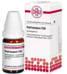 Haplopappus C30 Globuli
