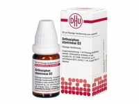 Orthosiphon Stamineus D2 Dilution