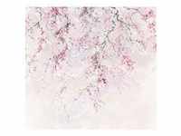 KOMAR Vliestapete "Kirschblüten" Tapeten 300x280 cm (Breite x Höhe) Gr. B/L: 300 m