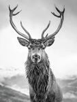 B&ouml;nninghoff Leinwandbild "Wandbild HIRSCH 46x61 cm &ndash; Leinwandbild Keilrahmen Deko