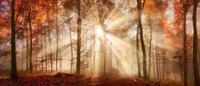 B&ouml;nninghoff Leinwandbild "Herbst" Wald 1 Stk. tlg. BxH: 140x60 cm