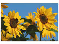 Artland Leinwandbild "Sonnenblumen", Blumen, (1 St.), auf Keilrahmen gespannt