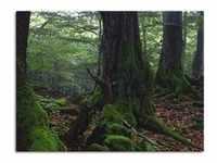 Leinwandbild ARTLAND "Alte Bäume am Kraterrand" Bilder Gr. B/H: 120 cm x 90 cm,