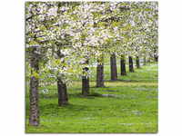 Leinwandbild ARTLAND "Blütenmeer" Bilder Gr. B/H: 50 cm x 50 cm, Bäume...