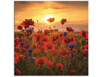 Wandbild ARTLAND "Mohnblumen im Abendlicht" Bilder Gr. B/H: 50 cm x 50 cm,