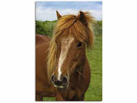 Artland Leinwandbild "Hallo Pferd", Haustiere, (1 St.), auf Keilrahmen gespannt