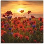 Artland Leinwandbild "Mohnblumen im Abendlicht" Blumen 1 Stk. tlg. auf Holzrahmen