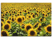Wandbild ARTLAND "Sonnenblumenfeld" Bilder Gr. B/H: 90 cm x 60 cm, Leinwandbild