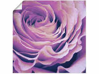 Wandbild ARTLAND "Lila Rose" Bilder Gr. B/H: 100 cm x 100 cm, Poster Blumen, 1...