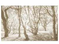 KOMAR Vliestapete "Bleached Birch" Tapeten 400x250 cm (Breite x Höhe),...