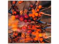 Leinwandbild ARTLAND "Rote Beeren - Wildbeeren" Bilder Gr. B/H: 70 cm x 70 cm,