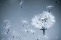 Papermoon Fototapete "Dandelion in the Wind" glatt