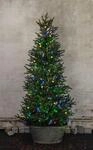 EGLO LED-Lichterkette "SERIE LED - Weihnachtsdeko - Beleuchtung - Winterdeko",