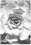Komar Bild "Succulent Closeup" Bl&auml;tter Pflanzen 1 Stk. tlg. Wandbild zur Dekoration