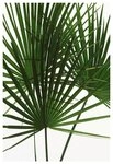 Komar Bild "Palmtree Leaves" Pflanzen 1 Stk. tlg. Wandbild zur Dekoration - ohne