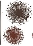 Komar Wandtattoo "Pusteblume - Gr&ouml;&szlig;e 50 x 70 cm" selbstklebend, Wandsticker