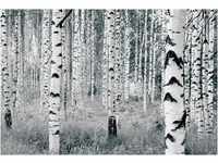 KOMAR Vliestapete "Woods" Tapeten 400x270 cm (Breite x Höhe) Gr. B/L: 400 m x...