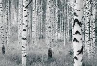 Komar Vliestapete "Digitaldruck Vlies - Woods - Gr&ouml;&szlig;e 400 x 270 cm" bedruckt glatt
