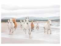 KOMAR Fototapete "White Horses" Tapeten Gr. B/L: 368 m x 254 m, Rollen: 8 St., weiß