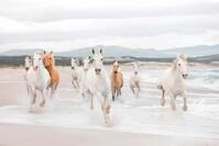 Komar Fototapete "White Horses - Gr&ouml;&szlig;e 368 x 254 cm" bedruckt glatt Wohnzimmer,