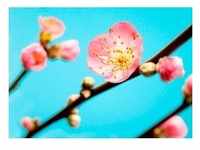 KOMAR Vliestapete "Peach Blossom" Tapeten Gr. B/L: 3,5 m x 2,5 m, bunt (bunt,...