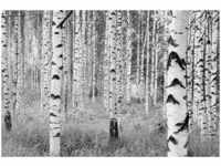 KOMAR Vliestapete "Woods" Tapeten Gr. B/L: 368 m x 248 m, Rollen: 1 St., bunt (bunt,