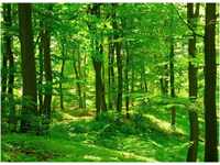 PAPERMOON Fototapete "Forest in Spring" Tapeten Gr. B/L: 3,5 m x 2,6 m, Bahnen: 7