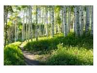 PAPERMOON Fototapete "Birch Hiking Trail" Tapeten Gr. B/L: 3,5 m x 2,6 m, Bahnen: 7