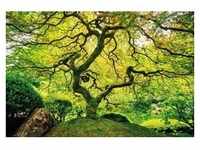 PAPERMOON Fototapete "Japanese Maple Tree" Tapeten Gr. B/L: 3,5 m x 2,6 m, Bahnen: 7