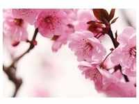 PAPERMOON Fototapete "Peach Blossom" Tapeten Gr. B/L: 3,5 m x 2,6 m, Bahnen: 7 St.,