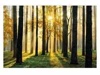 PAPERMOON Fototapete "Sunny Forest" Tapeten Gr. B/L: 3,5 m x 2,6 m, Bahnen: 7 St.,