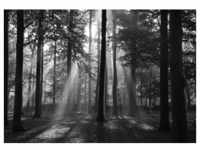PAPERMOON Fototapete "Forrest morning in black & white" Tapeten Gr. B/L: 3,5 m x 2,6