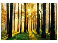 PAPERMOON Fototapete "Sunny Forest" Tapeten Gr. B/L: 2,5 m x 1,8 m, bunt Fototapeten