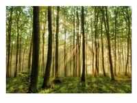 PAPERMOON Fototapete "Forest" Tapeten Gr. B/L: 3,5 m x 2,6 m, Bahnen: 7 St., bunt