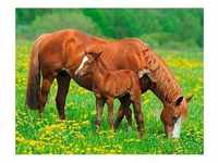 PAPERMOON Fototapete "Horses" Tapeten Gr. B/L: 2,5 m x 1,8 m, bunt Fototapeten Natur