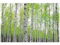 PAPERMOON Fototapete "Birch Forest" Tapeten Gr. B/L: 2,5 m x 1,8 m, bunt Fototapeten