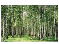 PAPERMOON Fototapete "Birch Forest" Tapeten Gr. B/L: 2 m x 1,49 m, bunt (mehrfarbig)