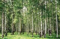 Papermoon Fototapete "Birch Forest" glatt