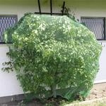 Windhager Schutznetz "f&uuml;r Obstb&auml;ume und Str&auml;ucher, Vogelschutz-Netz Rational"