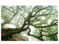 KOMAR Vliestapete "The Forgotten Forest" Tapeten 400x250 cm (Breite x Höhe),