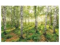 KOMAR Vliestapete "Birch Trees" Tapeten 400x250 cm (Breite x Höhe), Vliestapete, 100