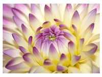 PAPERMOON Fototapete "Macro Pink Flower" Tapeten Gr. B/L: 4 m x 2,6 m, Bahnen:...