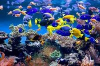 Papermoon Fototapete "Aquarium" glatt