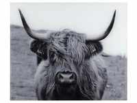 Küchenrückwand WENKO "Highland Cattle" Spritzschutzwände Gr. B/H: 60 cm x, bunt