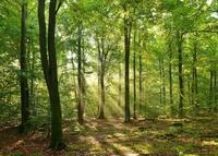 Papermoon Fototapete "Forrest morning" glatt