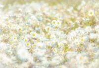Komar Fototapete "Daisies - Gr&ouml;&szlig;e 368 x 254 cm" bedruckt glatt Wohnzimmer,