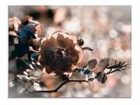 Glasbild ARTLAND "Rose Zweig" Bilder Gr. B/H: 80 cm x 60 cm, Glasbild Blumen
