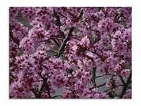 Glasbild ARTLAND "Japanische Zierkirschen Blüte" Bilder Gr. B/H: 60 cm x 45 cm,