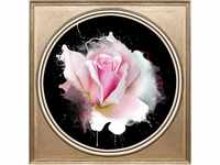 queence Acrylglasbild "Rosa Rose"